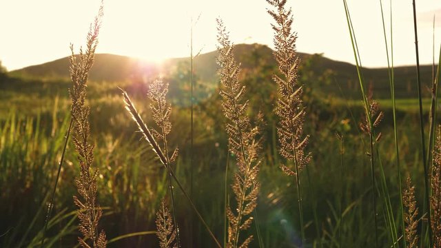Back lit fields