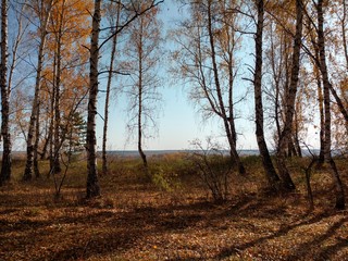 forest in autumn
