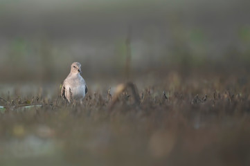 Temminck's stint in morning
