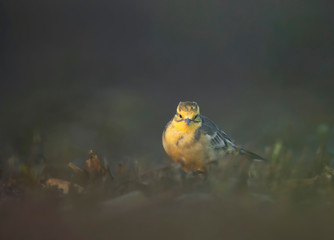 The Citrine wagtail in serach of food in wetland