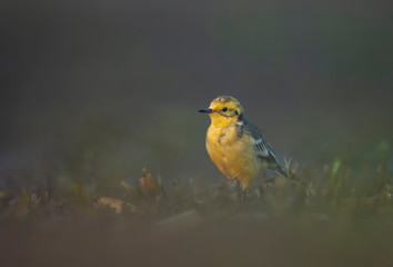 The Citrine wagtail in serach of food in wetland