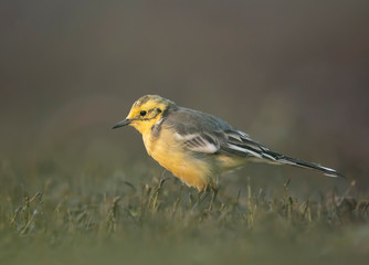 The Citrine wagtail in serach of food in wetland