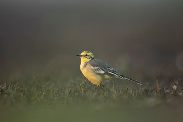 The Citrine wagtail in serach of food in wetland