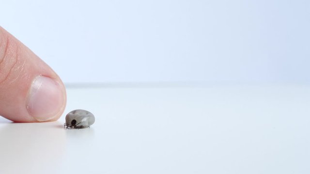 Close up, 4k footage of isolated tick on a white background and human finger Detail single big fat rounded tick crawling on white table. Concept: Removing tick, danger, borreliosis, disease, bug.