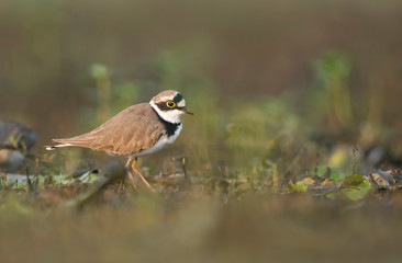 Little ringed plover