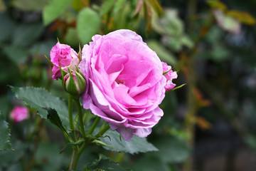 ピンク色のバラの花