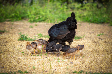 Free range hen and baby pecked to eat the rice seed in farm.