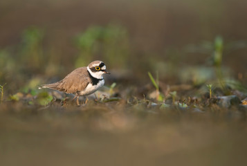 Little ringed plover
