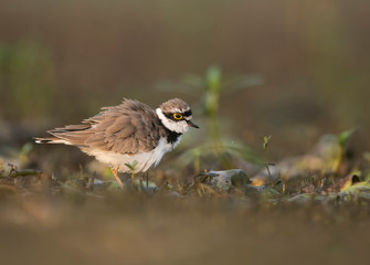 Little ringed plover