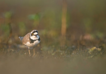 Little ringed plover