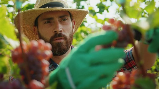 Close-up portrait handsome young farmer selecting and picking red ripe grapes working on vineyard during autumn harvest.