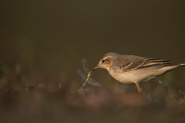 The wagtail  hunting dragonfly in morning