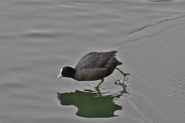 Foulque macroule