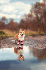 portrait cute puppy redhead a Corgi dog stands on the road in rubber boots near puddles in an autumn Sunny clear Park on a walk after rain