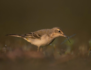 The wagtail  hunting dragonfly in morning