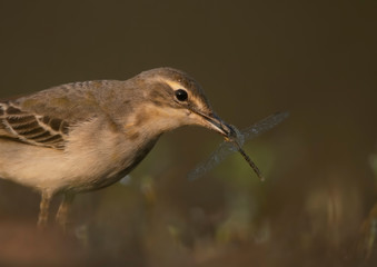 The wagtail  hunting dragonfly in morning