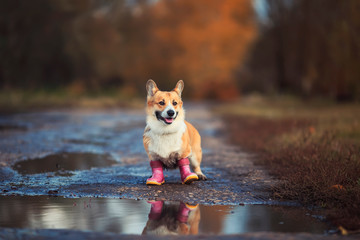 portrait cute puppy redhead a Corgi dog stands on the road in rubber boots near puddles in an autumn Sunny clear Park on a walk after rain