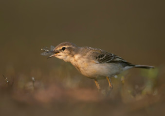 The wagtail  hunting in morning