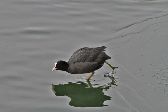 Foulque macroule