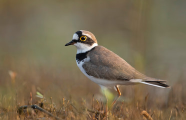 Little ringed plover