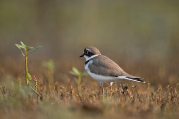 Little ringed plover