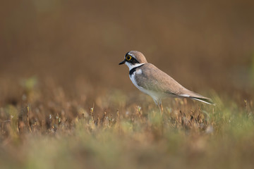 Little ringed plover
