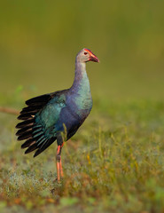 Grey-headed swamphen