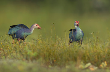 Grey-headed swamphen