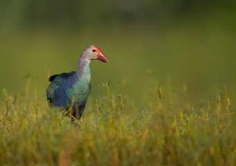 Grey-headed swamphen