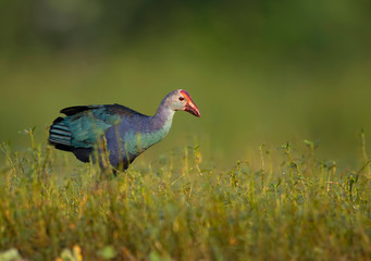 Grey-headed swamphen
