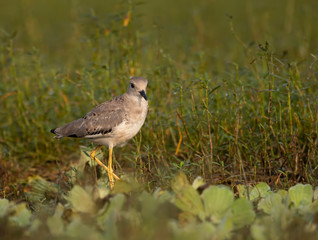 White tailed lapwing in morning