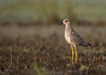 White tailed lapwing in morning