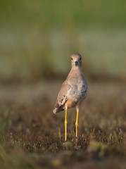 White tailed lapwing in morning