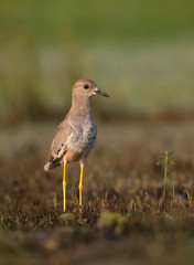 White tailed lapwing in morning