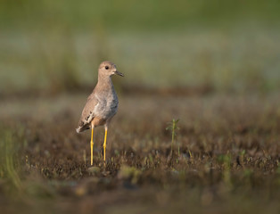 White tailed lapwing in morning