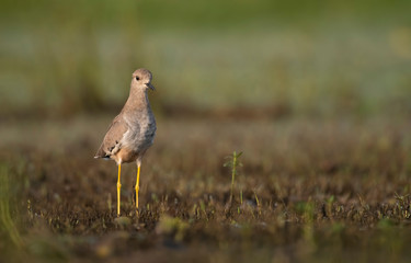 White tailed lapwing in morning