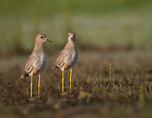 White tailed lapwing in morning