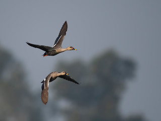 Indian Spot billed Duck flying morning 