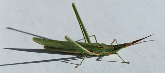 Silent Slant-Faced Grasshopper, Acrida cinerea, subfamily Acridinae, family Acrididae (the short-horned grasshoppers).