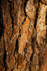 Close-up Background of pine trees' bark at sunset in the forest. Wooden background concept. 