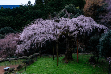長興山のしだれ桜