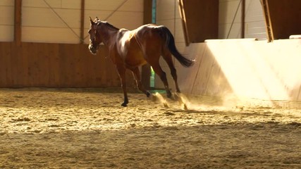 Image of brow horse training at indoor farm, Croatia.