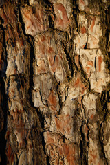 Close-up Background of pine trees' bark at sunset in the forest. Wooden background concept. 