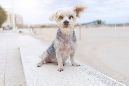 Beautiful dog sitting happy by the beach, enjoying sunny day outdoors