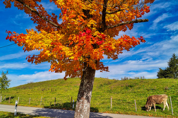 Herbstlich, bunter Ahorn am Elbsee