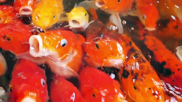 Close up large group of koi crap fish swimming in water and waiting to feed with wide mouth. Slow motion of fish footage.