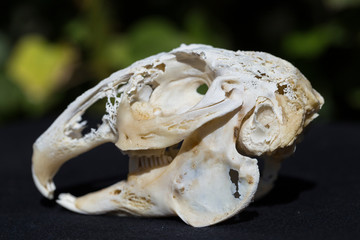 Skull of a hare on a black background. Rodent - (Lepus timidus). The bones of the head of the animal.