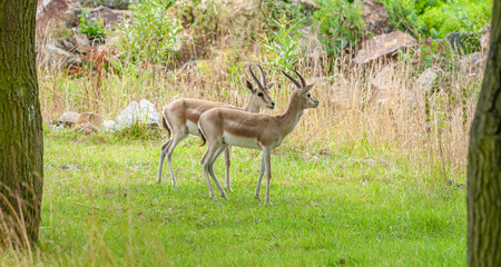 two gazelles betwenn trees