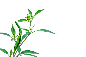 Fototapeta na wymiar Branch of green hot guinea pepper or chili pepper plant isolated on white background.