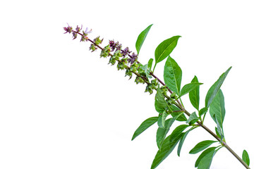 Fresh green Ocimum Basilicum or sweet brasil isolated on white background. Medical herbal plant concept.